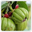 garcinia cambogia