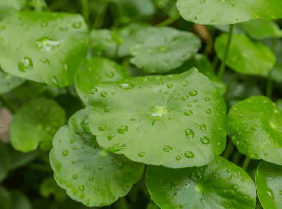 Centella per trattamento delle vene varicose