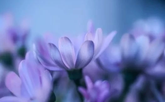 Estratto concentrato di Malva